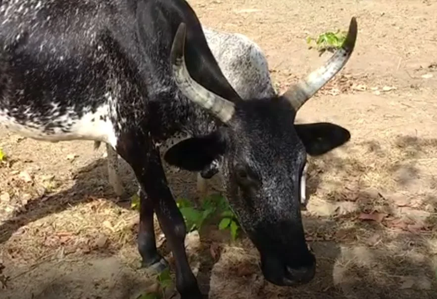 Is it possible for a human to contract hoof and mouth disease?