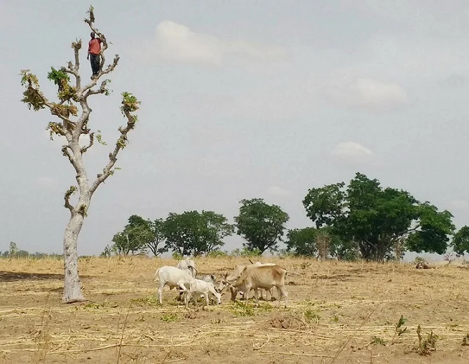 GREETINGS FROM BOBI GRAZING RESERVE, NIGER STATE, NIGERIA!
