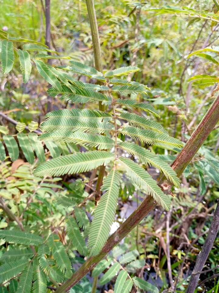  Mimosa Pudica fern. If you touch it, it curls itself. 
