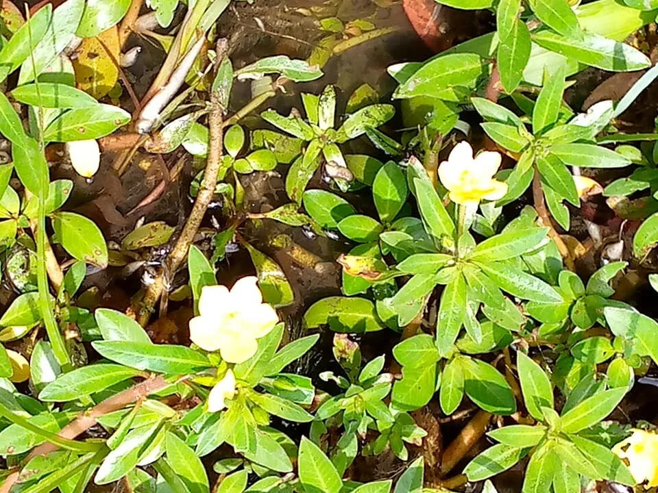  Just some little flowers by the side of our boat. 