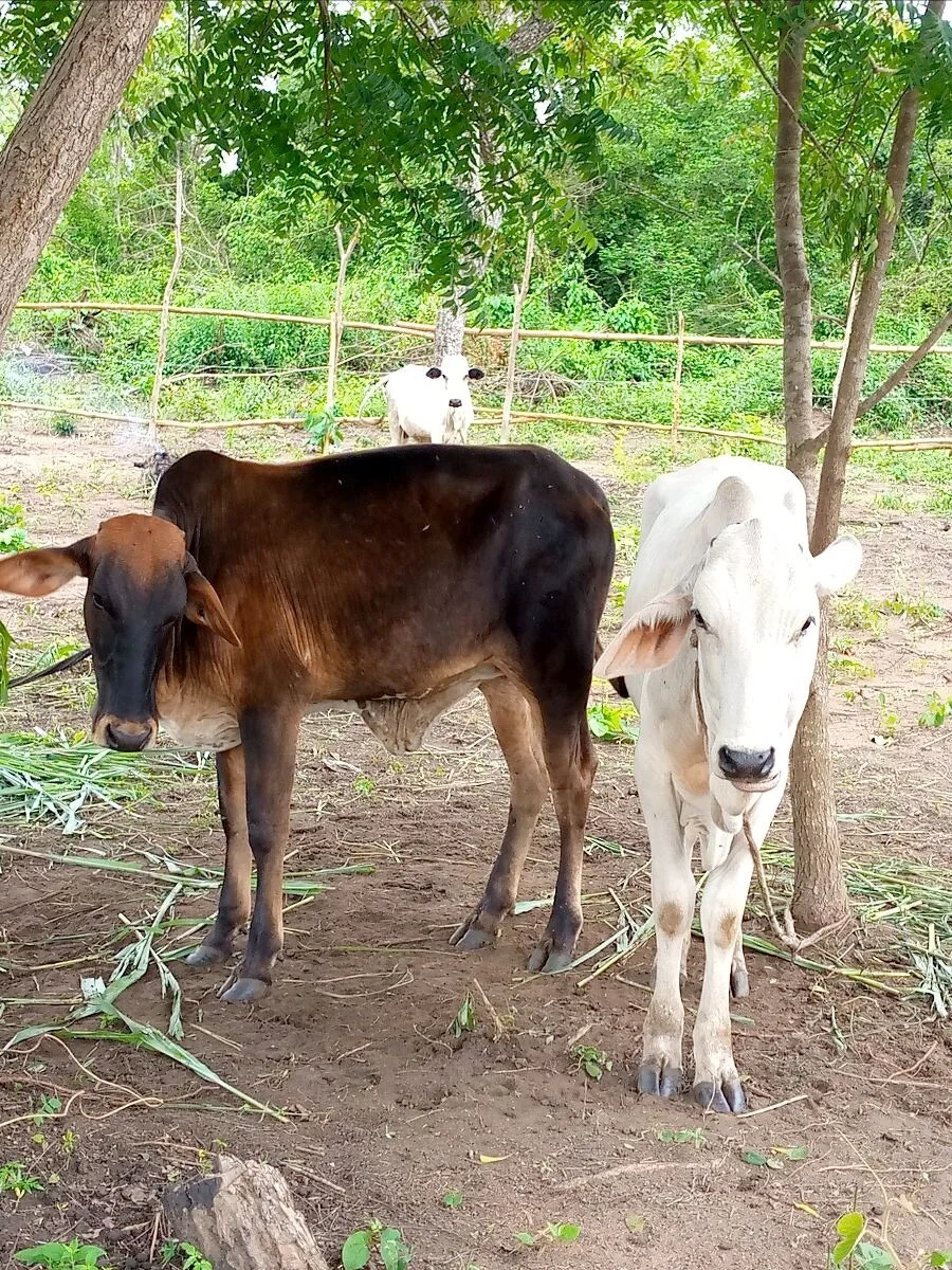 7/21 Updates and Greetings from Abuja, Nigeria