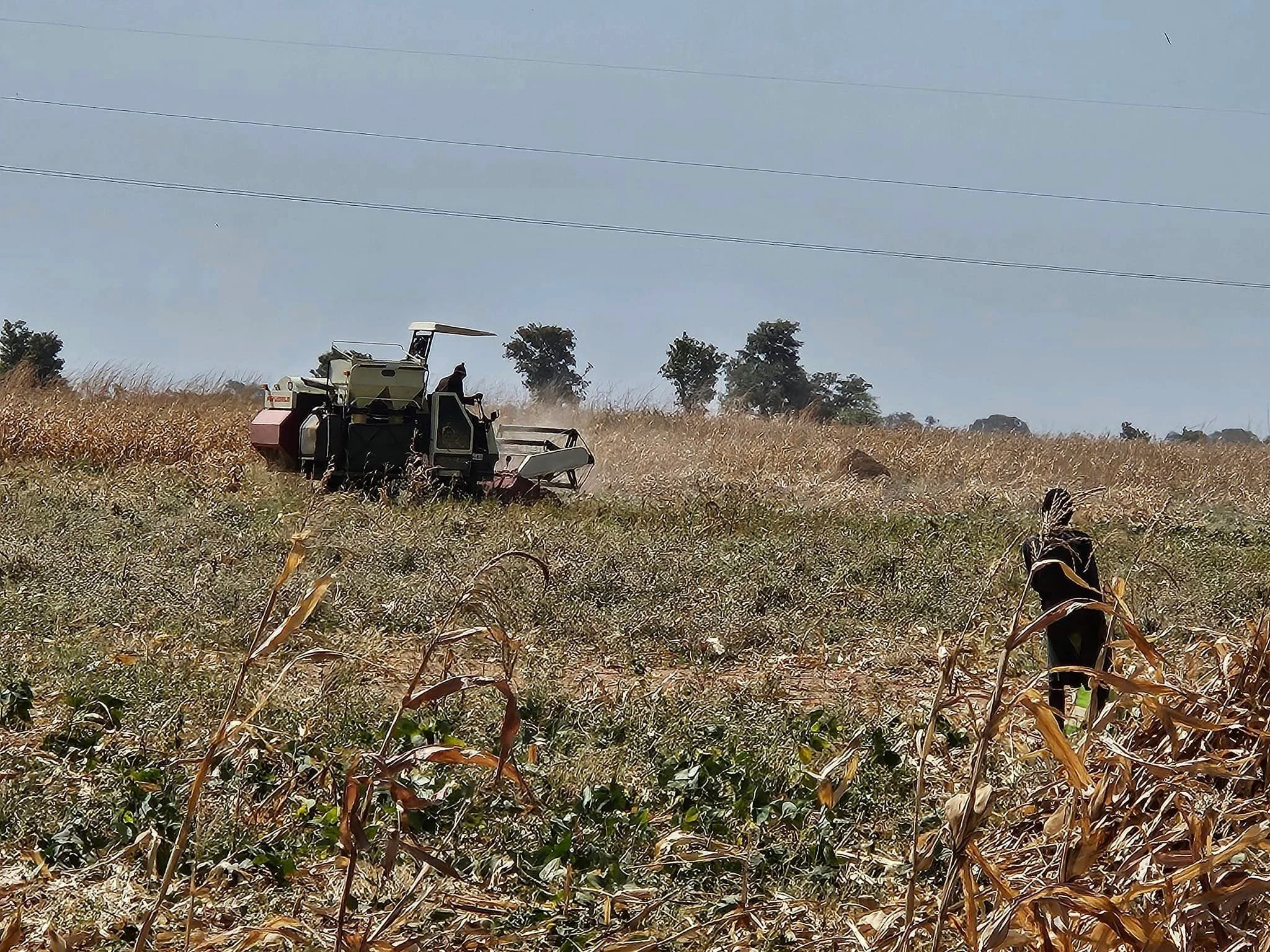  The government is still clearing our land, as maize and beans were planted here. It's ours - as soon as they are done harvesting. :) 