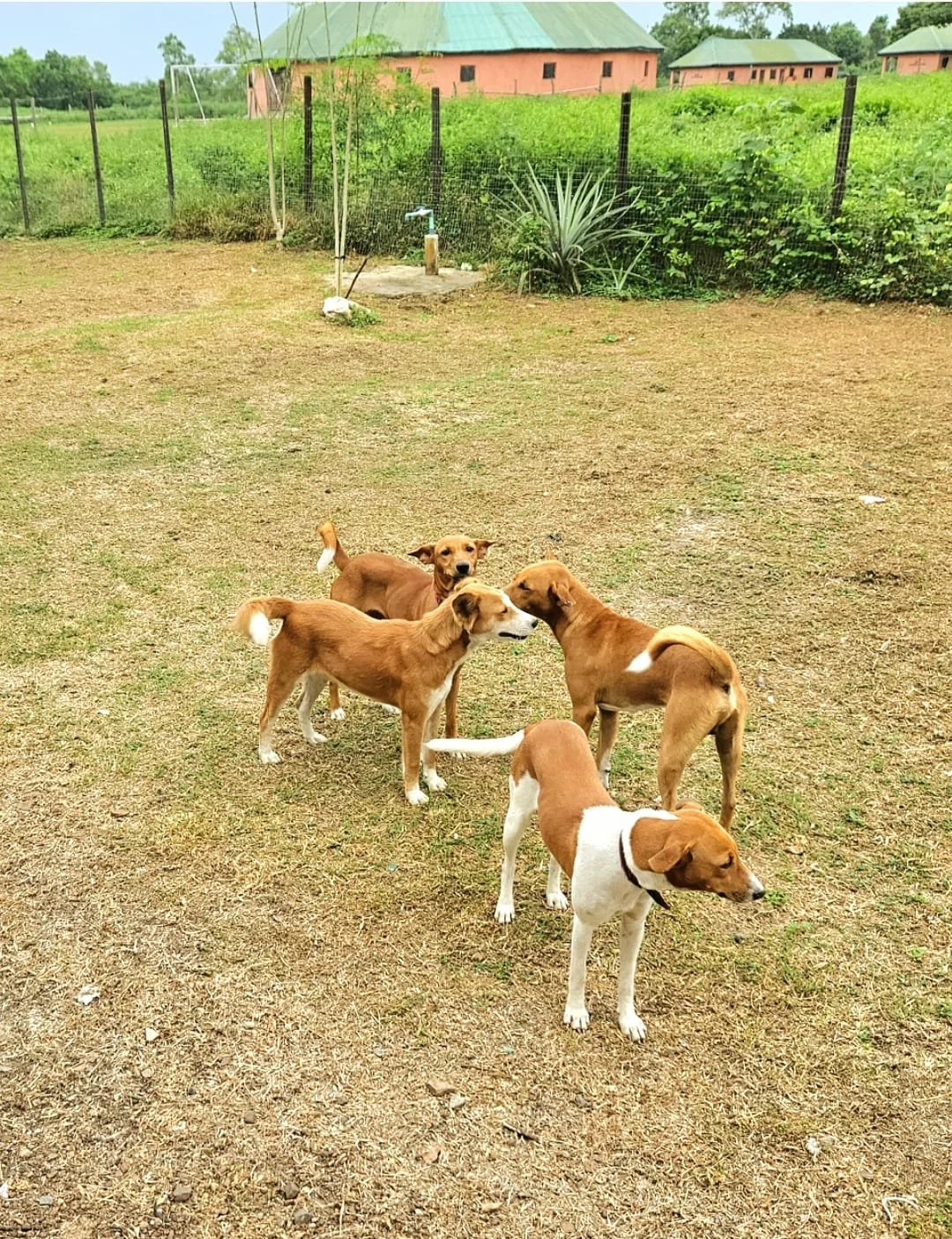 Cute Puppies, Our Friend A KING, New SFA Governing Council!
